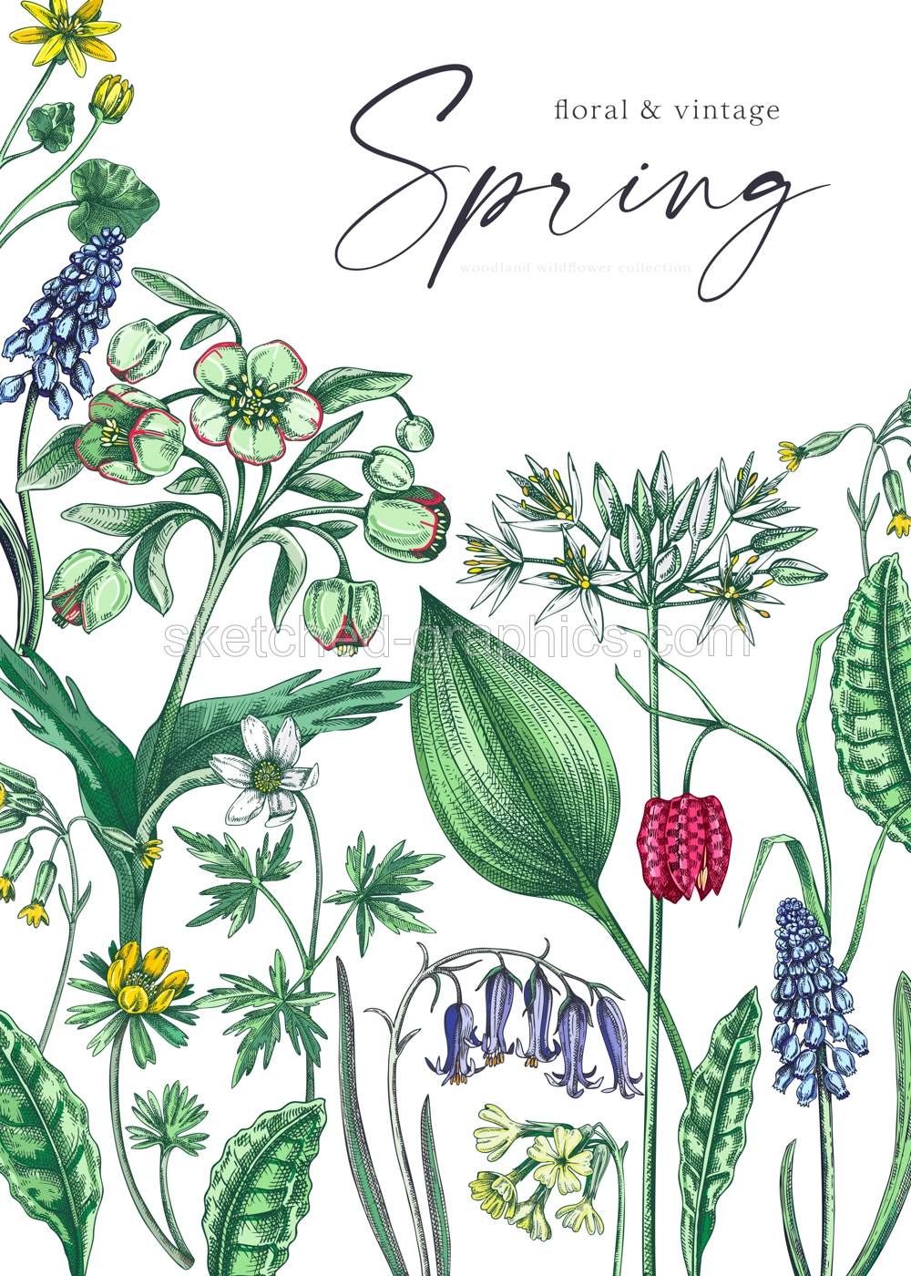 Delicate spring design template. Wildflowers. Woodland wild flower sketches. Floral background, greeting card or invitation. Hand drawn vector illustration, NOT AI Illustration